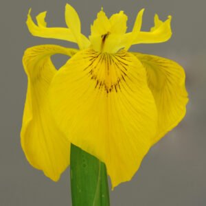 Iris pseudacorus