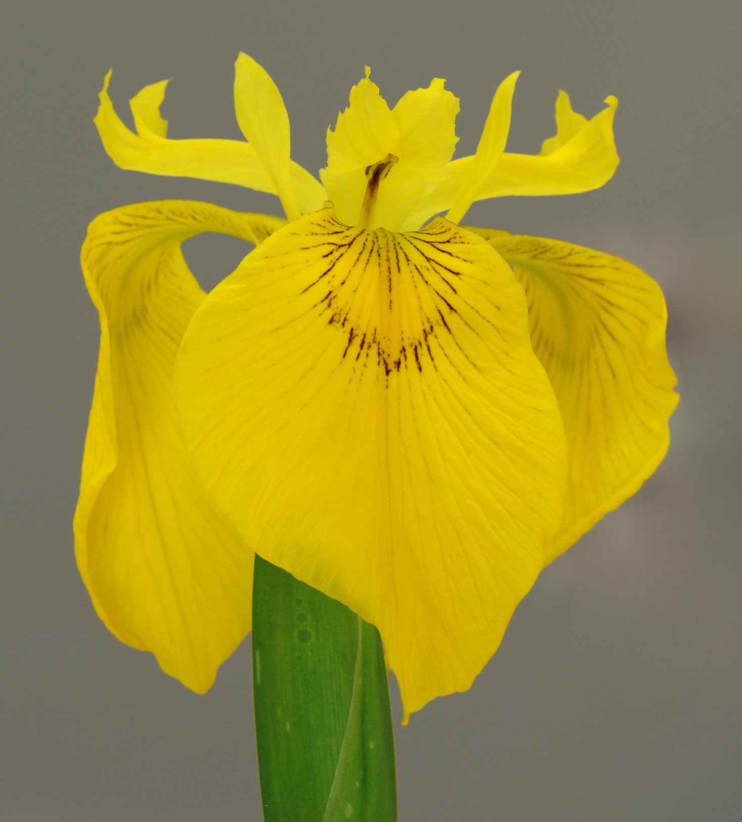 Iris pseudacorus