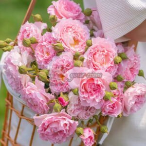 Yunshu