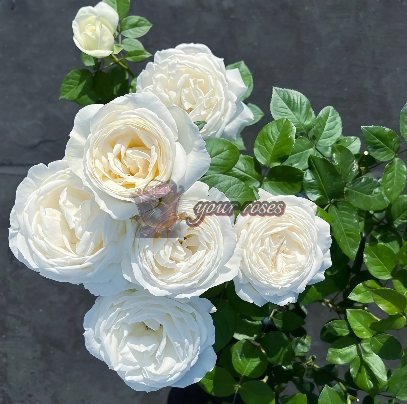Yves Wedding Road Cloche de Mariage