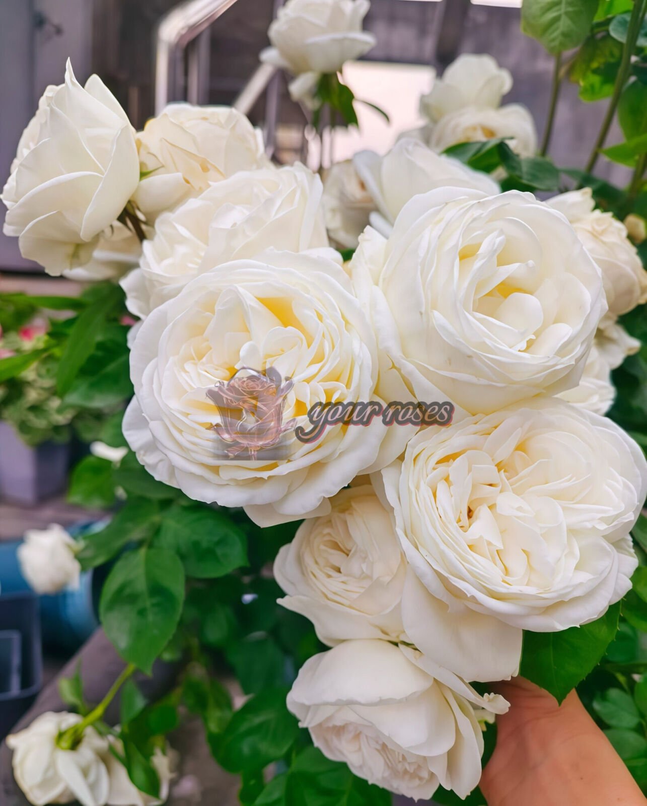 Yves Wedding Road Cloche de Mariage