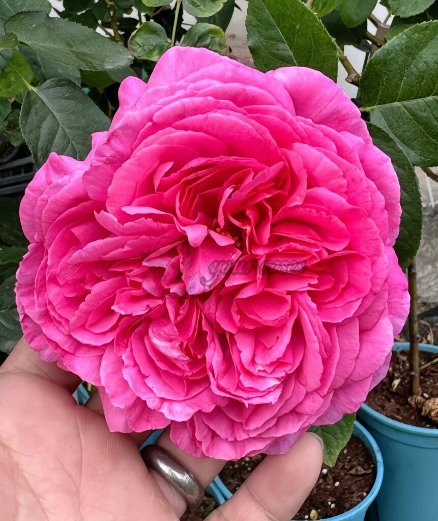 Yves rosette