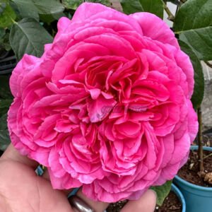 Yves rosette