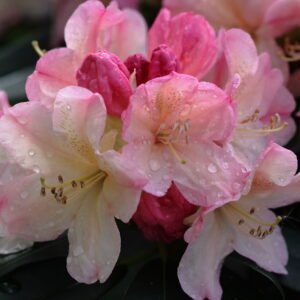 Rhododendron 'Percy Wiseman'