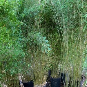 PhyTu bamboo shared set