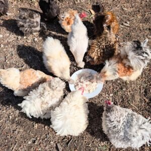 Six month old bantam frizzle hens foraging together