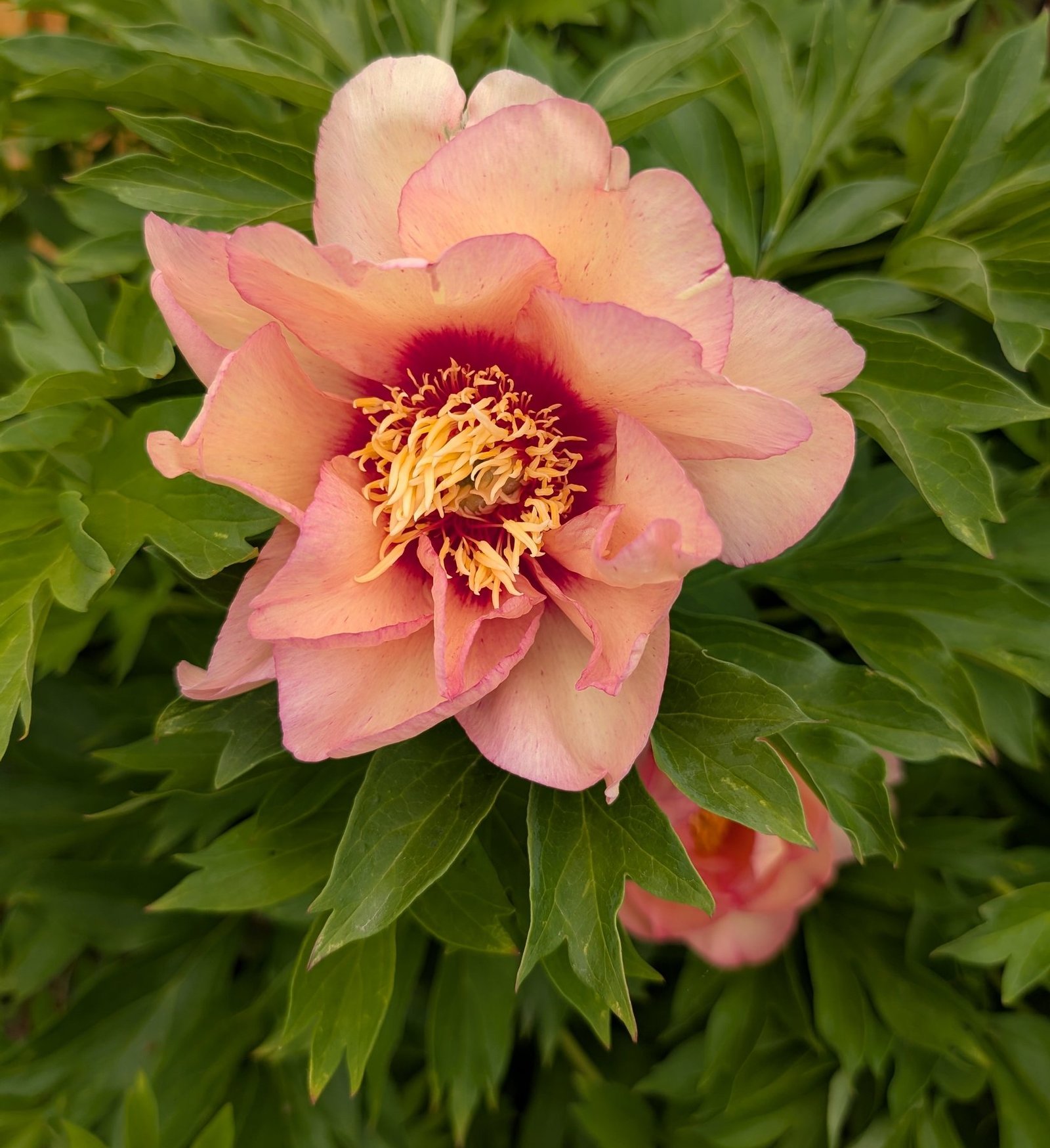 Callie's Memory Itoh peony bloom with maroon flares