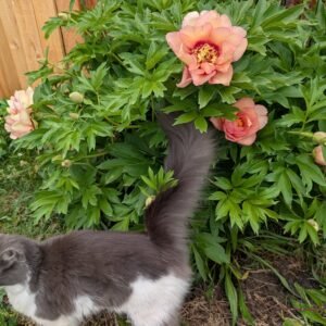 Callie's Memory Itoh peony bush with Nobu
