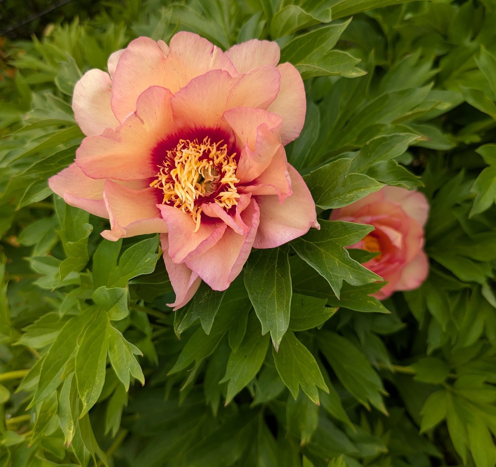 Callie's Memory Itoh peony, two blooms
