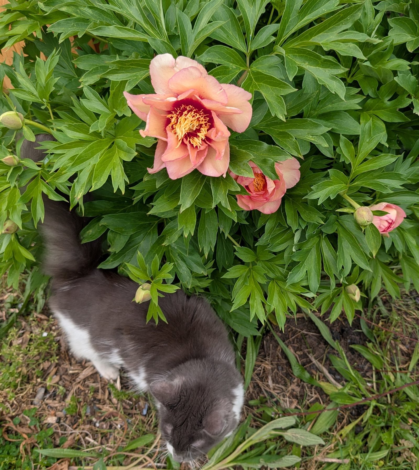 Callie's Memory Itoh peony with Nobu