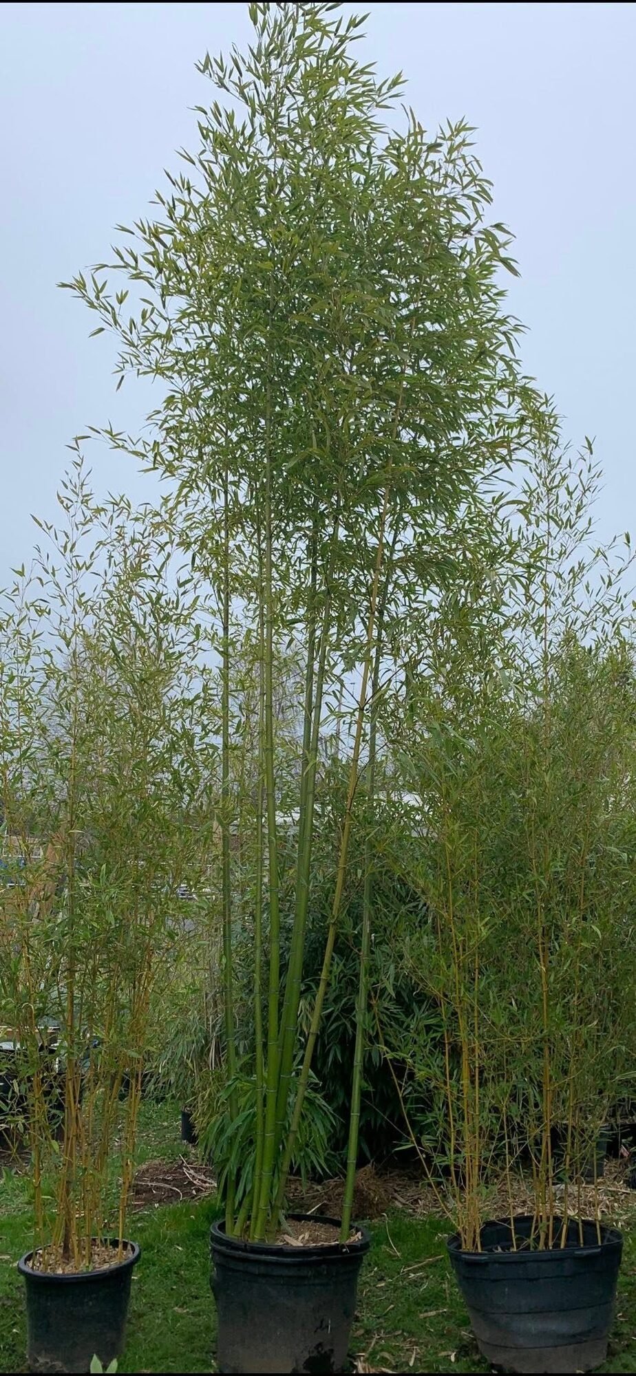 Golden bamboo canes in nursery pots