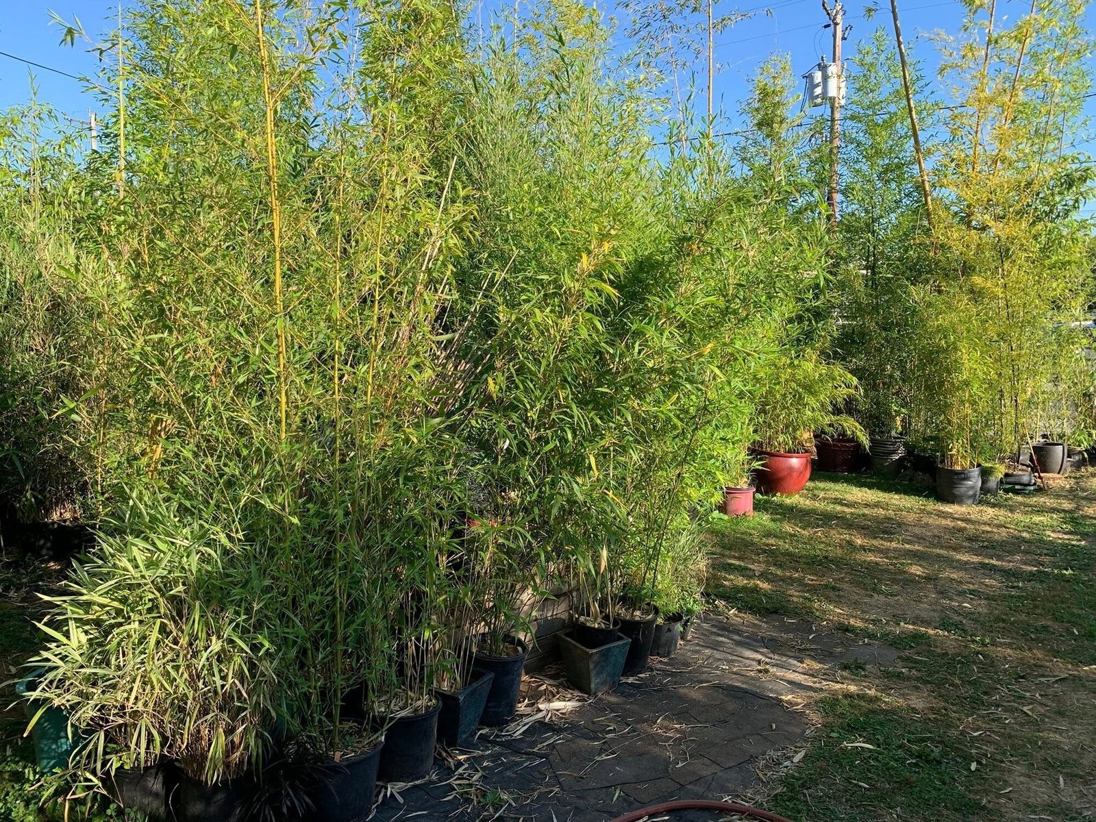 Close view of green bamboo canes and nodes