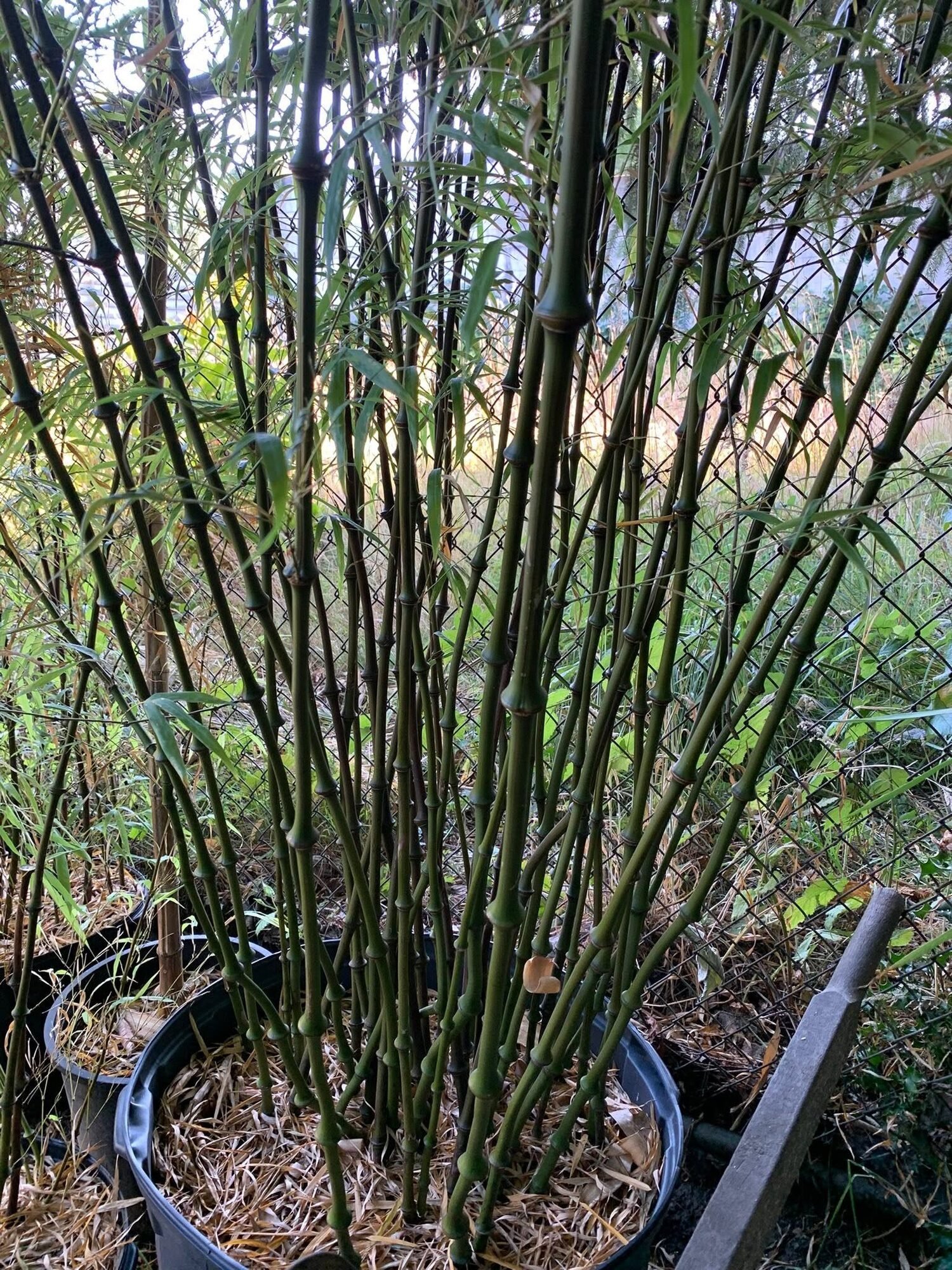 Bamboo growing in rows at the Cascade Gardens nursery