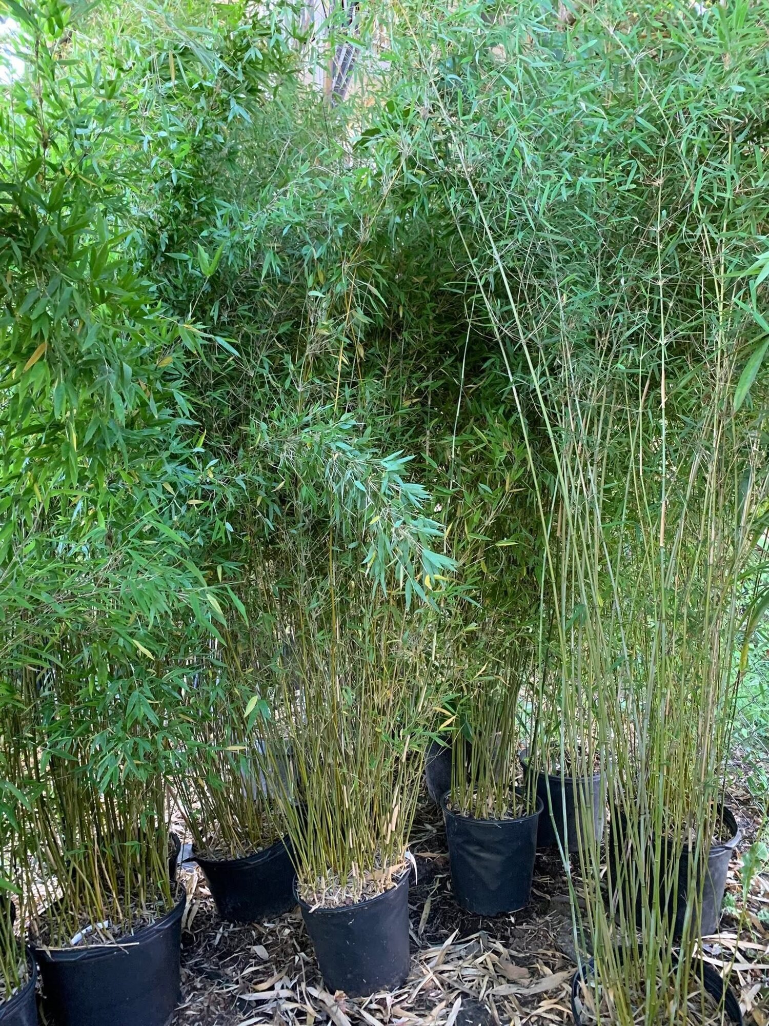 Nursery truck loaded with bamboo at night