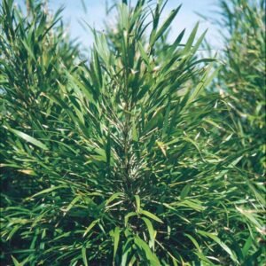 Chusquea culeou – whole plant