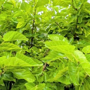 Contorted mulberry foliage