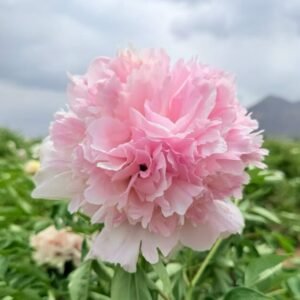 cropped-粉玉生辉1.jpg