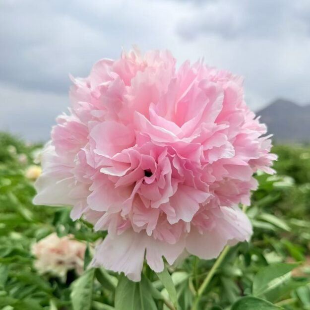 cropped-粉玉生辉1.jpg