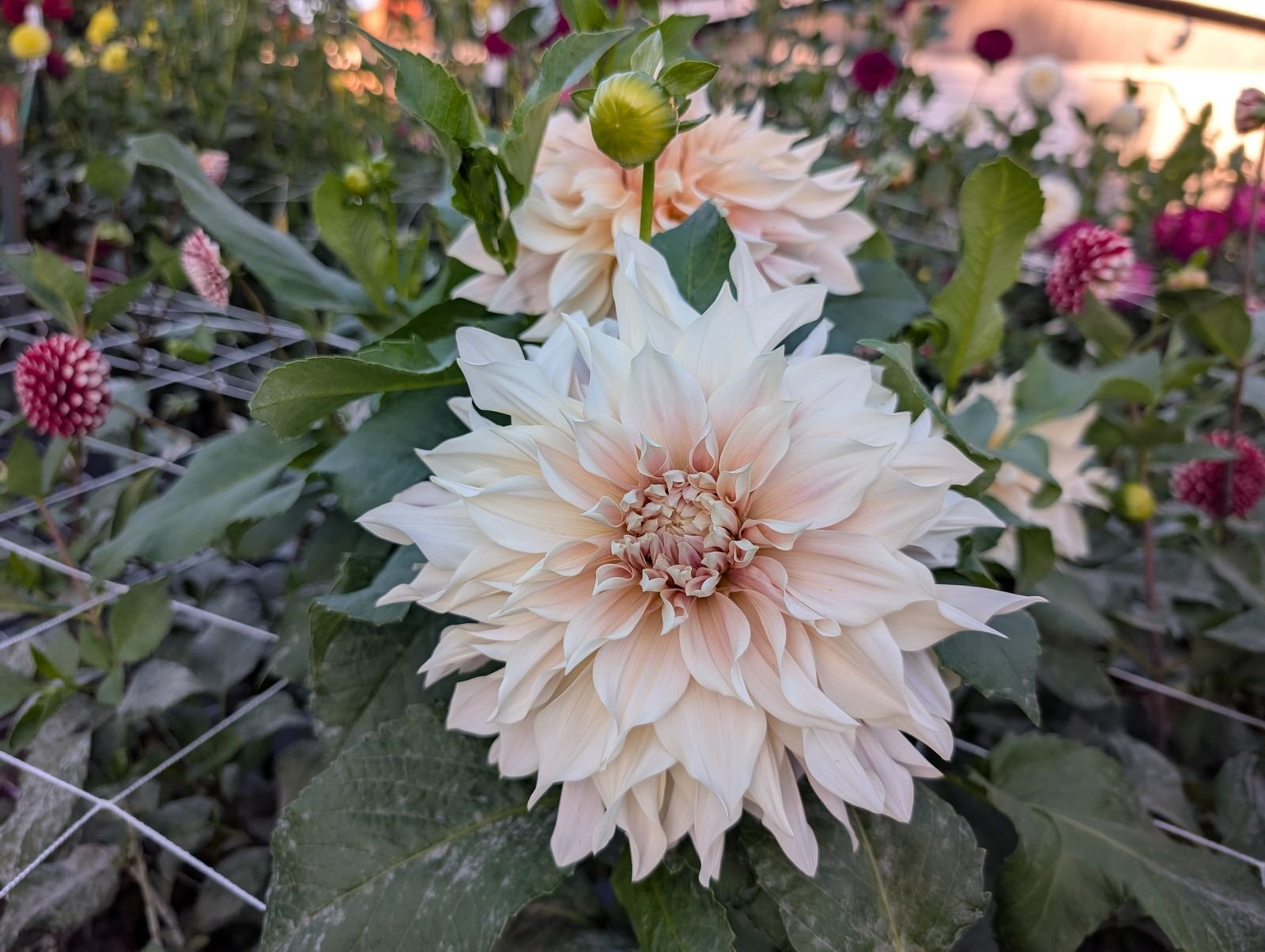 dahlia-cafe-au-lait-2