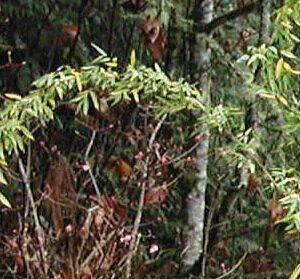Fargesia denudata – culm/leaves detail