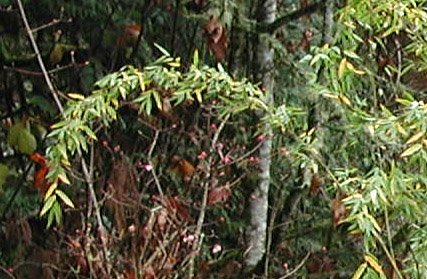 Fargesia denudata – culm/leaves detail
