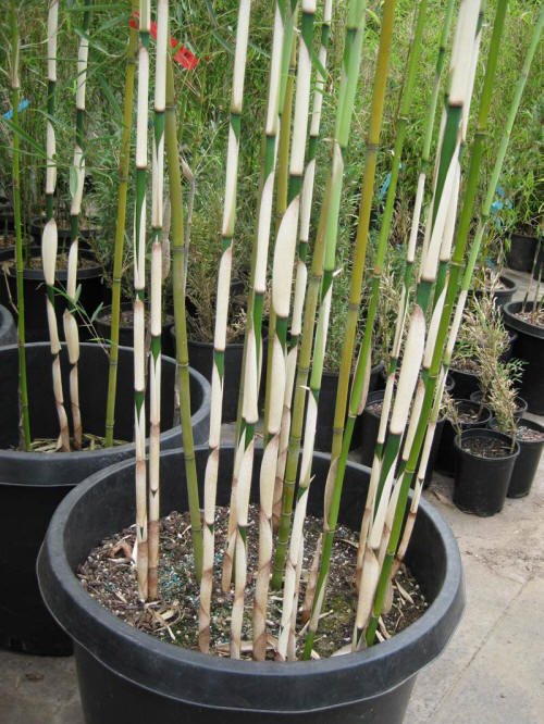 Fargesia robusta 'Campbell' – culm/leaves detail