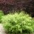 Fargesia rufa 'Green Panda' – culm/leaves detail
