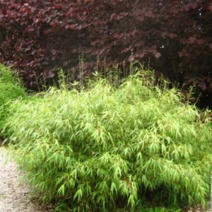 Fargesia rufa 'Green Panda' – whole plant