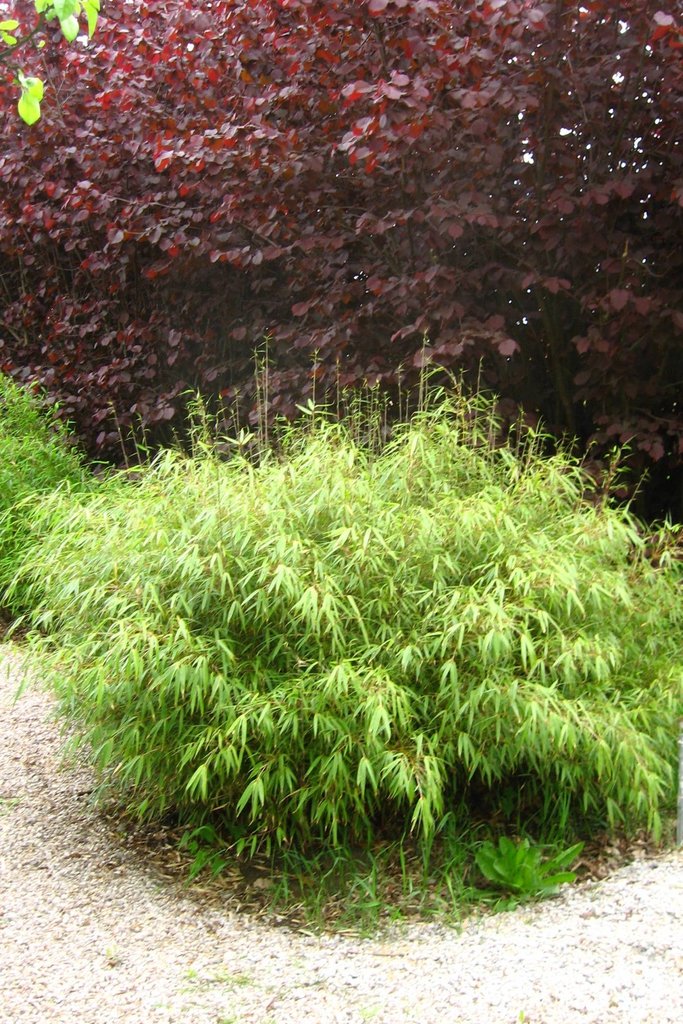 Fargesia rufa 'Green Panda' – whole plant