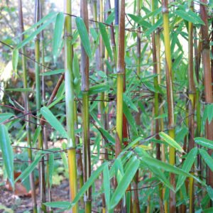 Fargesia sp. 'Jiuzhaigou I' – culm/leaves detail