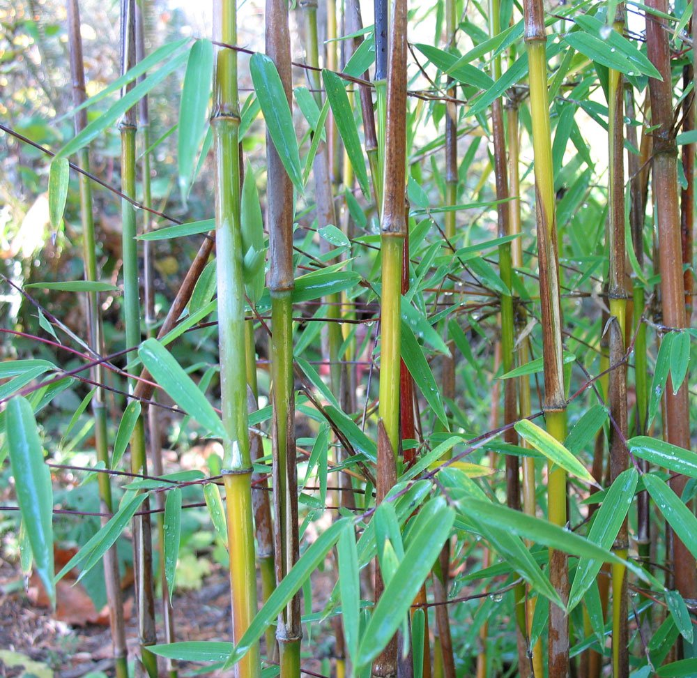 Fargesia sp. 'Jiuzhaigou I' – culm/leaves detail