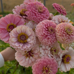 Zinnia Seeds