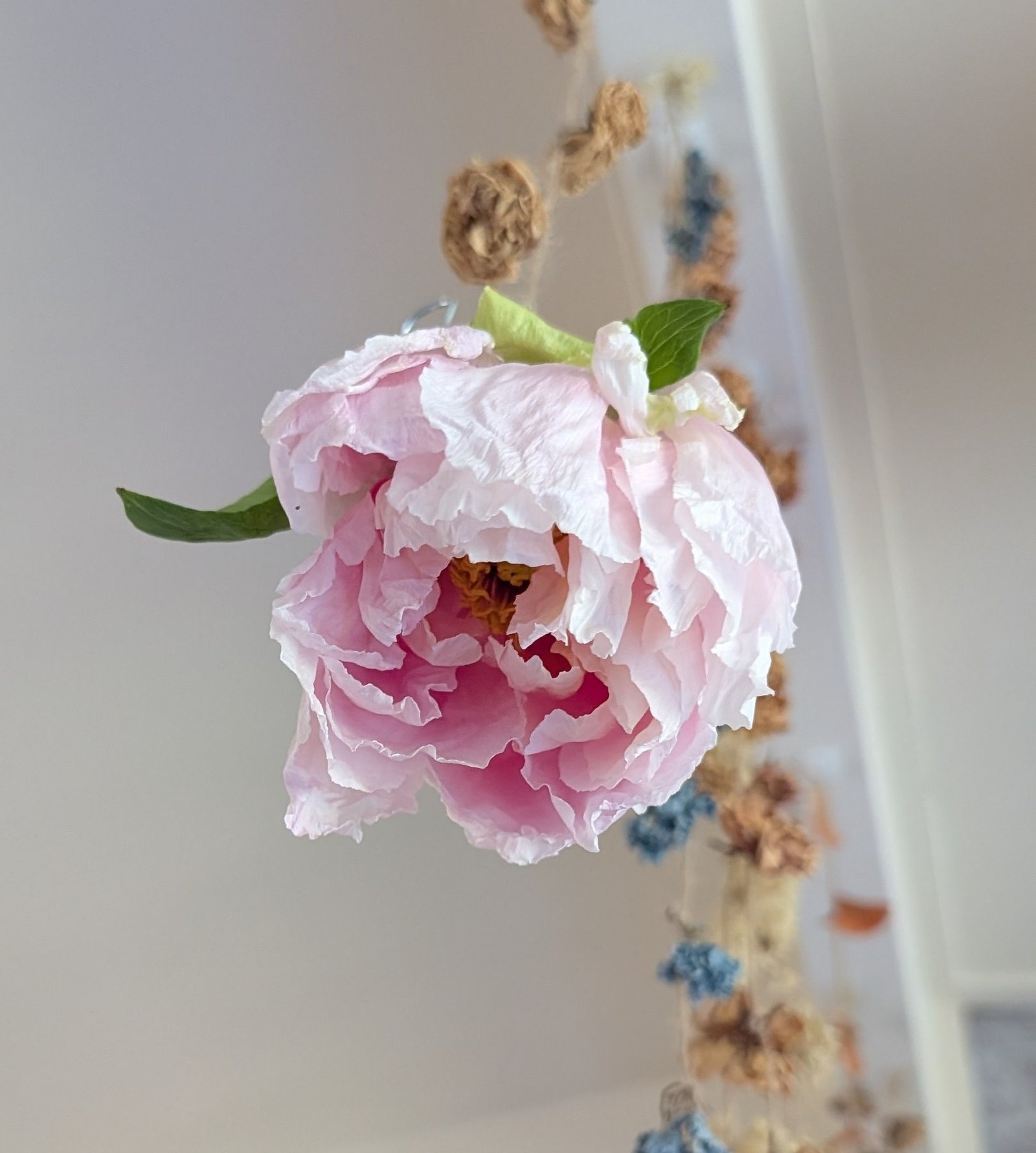 Hanakisoi tree peony bloom hung to dry
