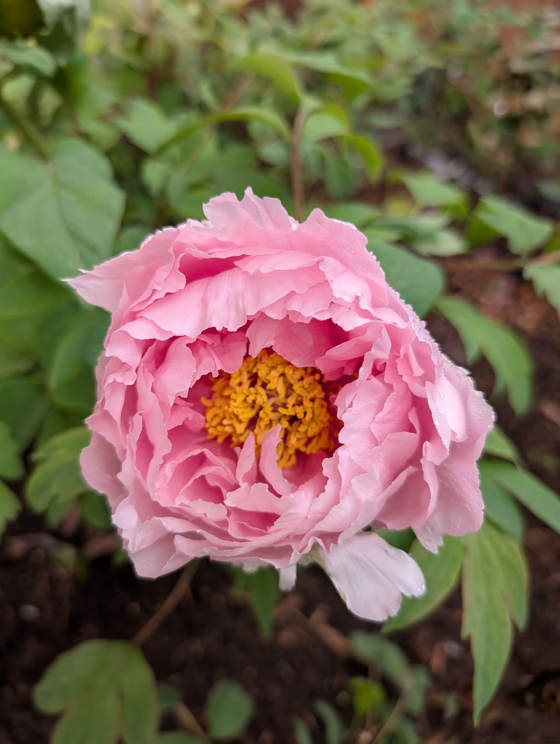 Hanakisoi tree peony bloom with golden stamens