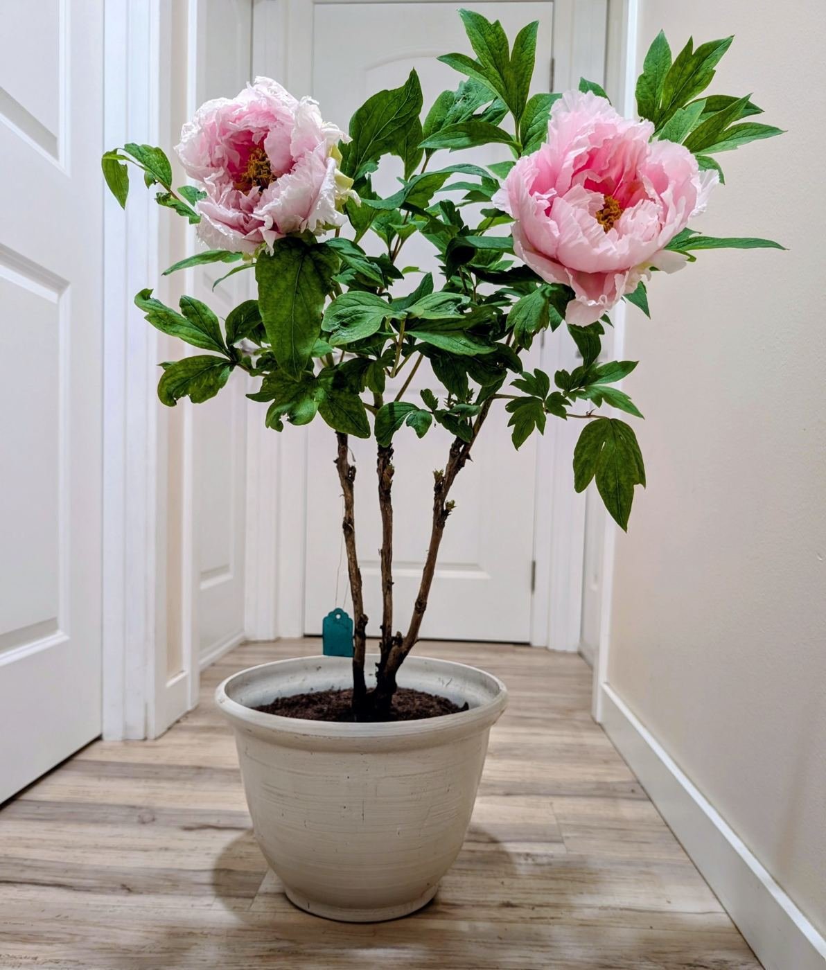 Hanakisoi tree peony in a pot, front view