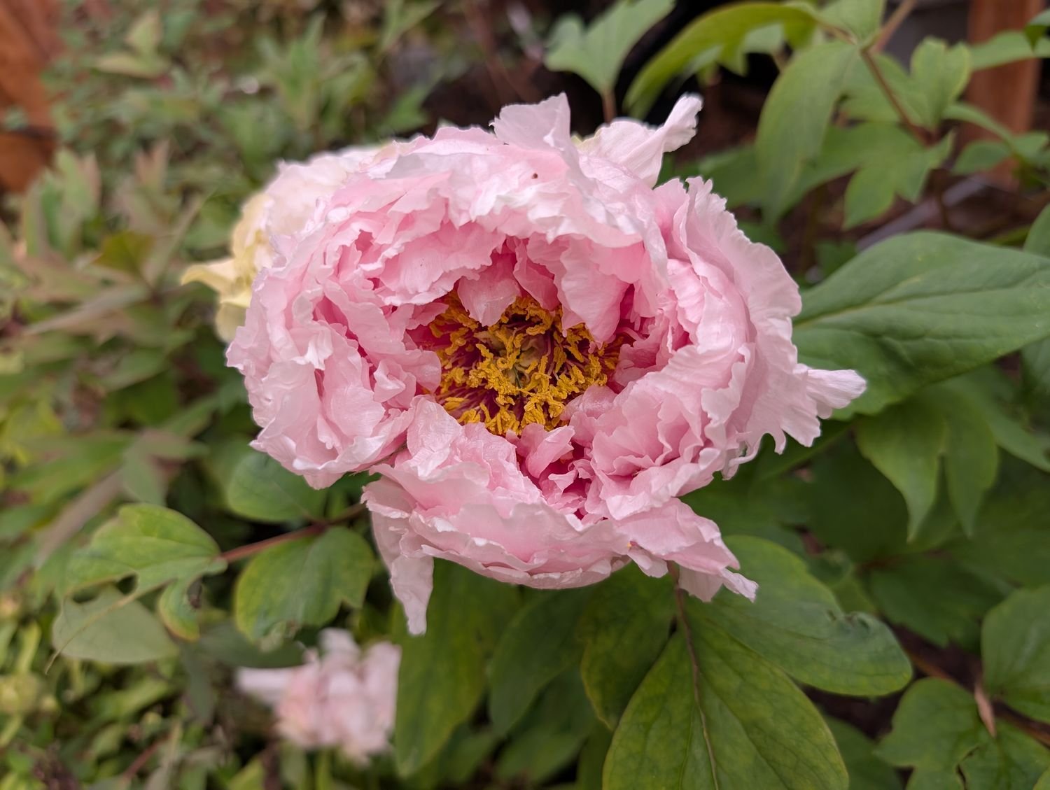 Hanakisoi tree peony, wide open bloom