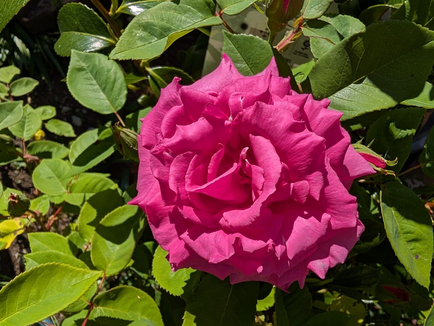 Hanakisoi tree peony, pink open bloom