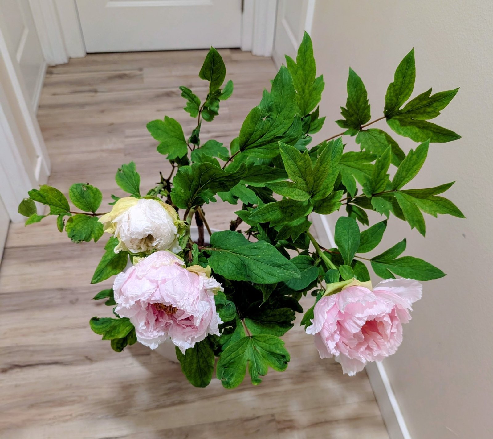 Hanakisoi tree peony in a pot, seen from above