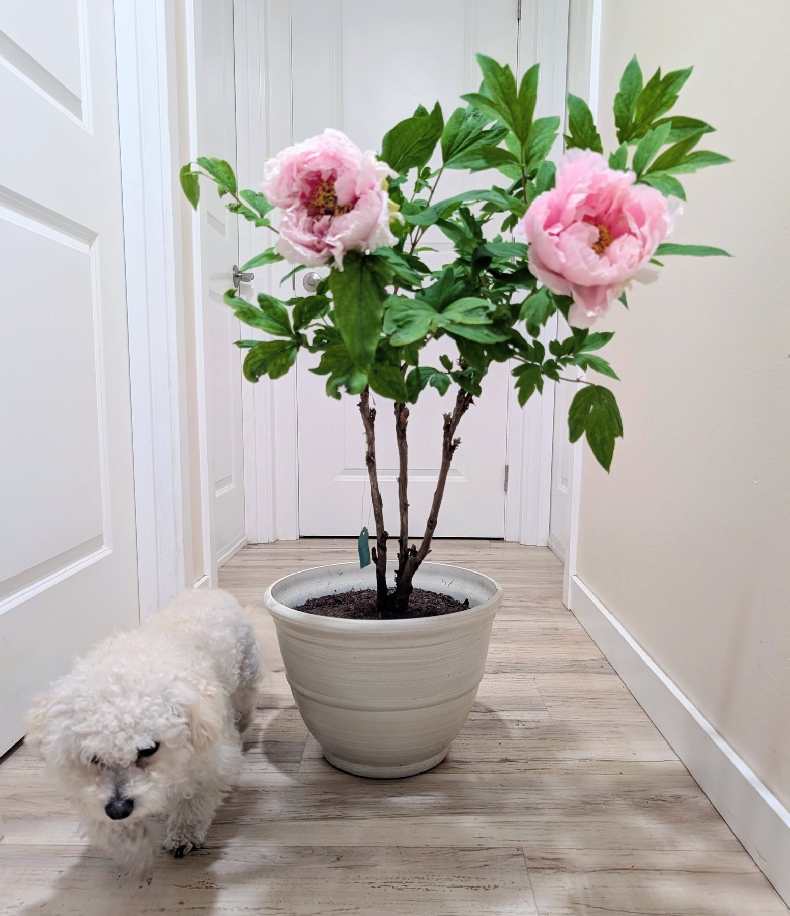 Hanakisoi tree peony in a pot with Valo
