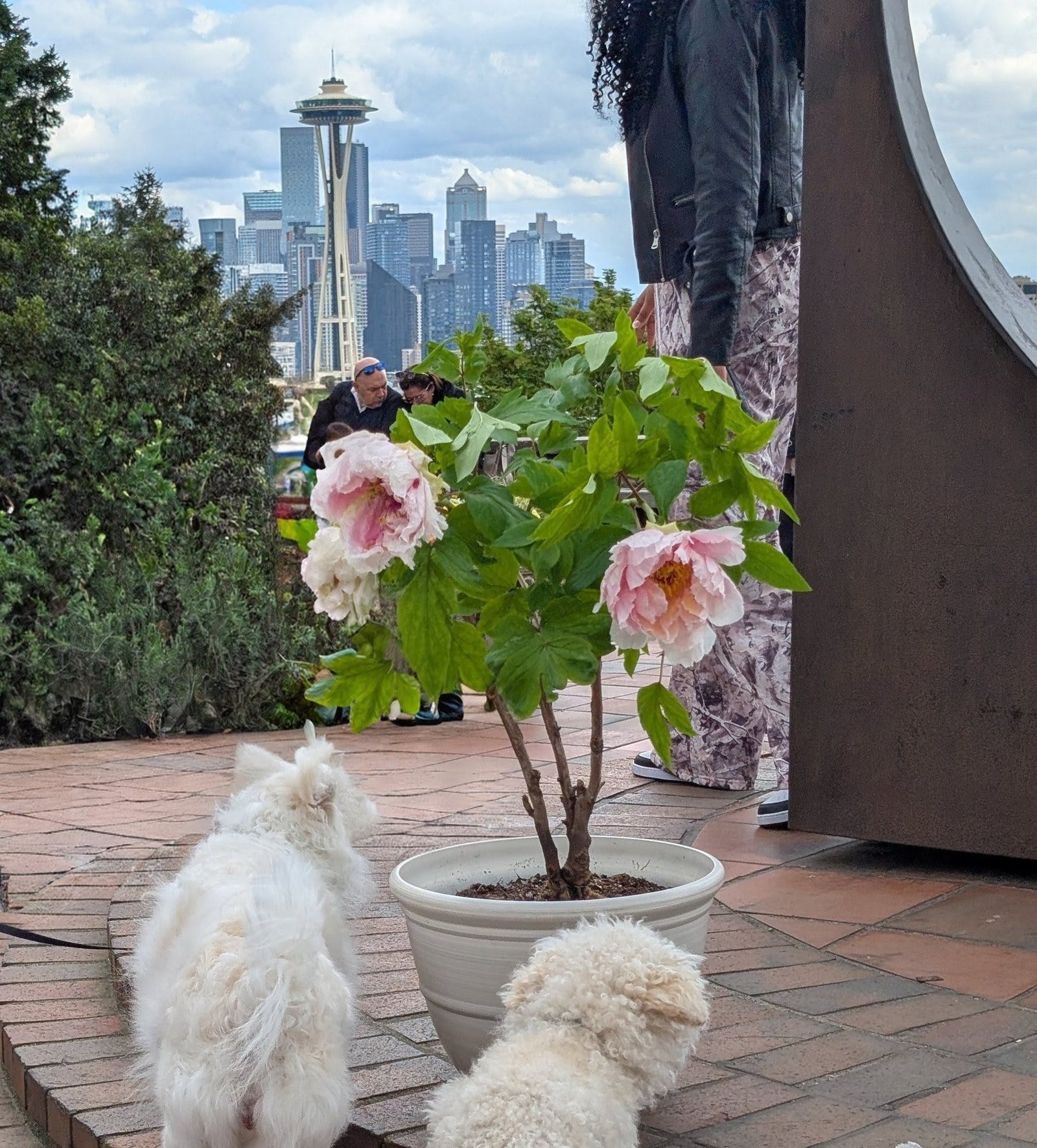 Hanakisoi tree peony with the dogs and the Space Needle