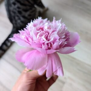 Lan Yu San Tai tree peony bloom with the tabby