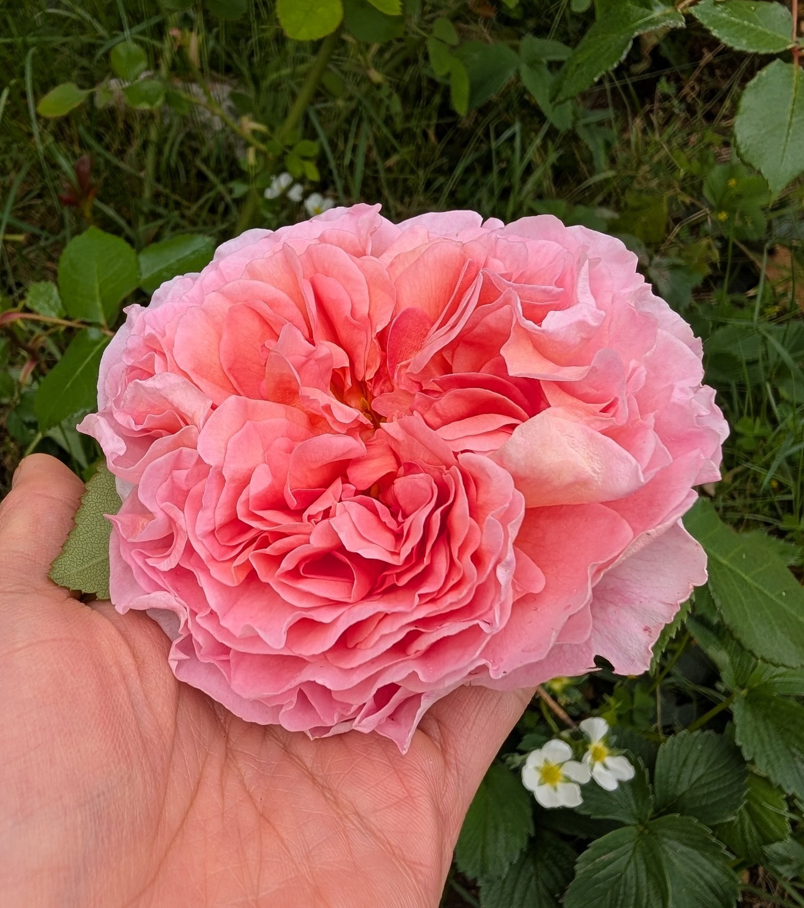 Lost tag coral salmon English rose in hand
