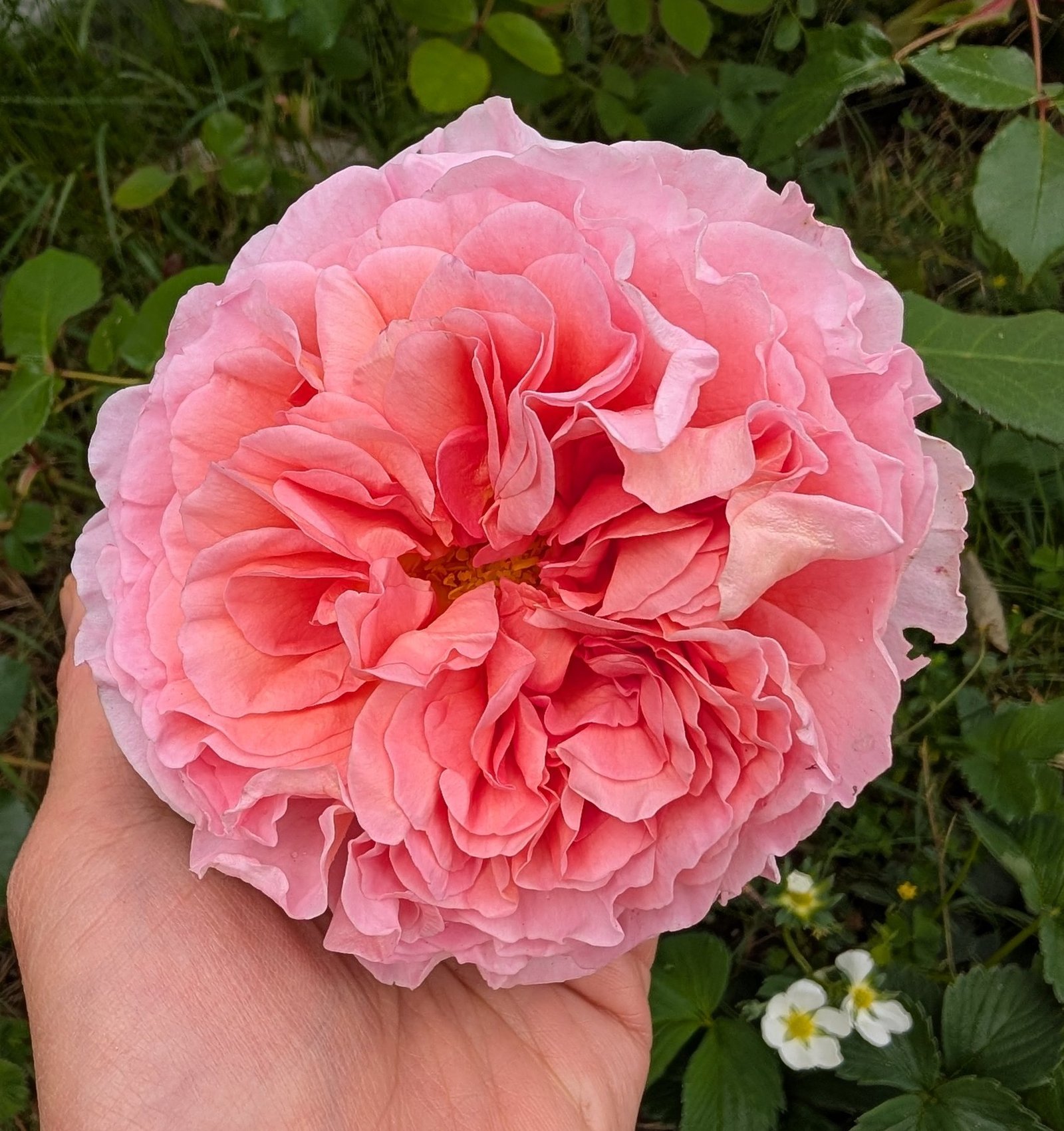 Lost tag coral salmon English rose, fully open, in hand