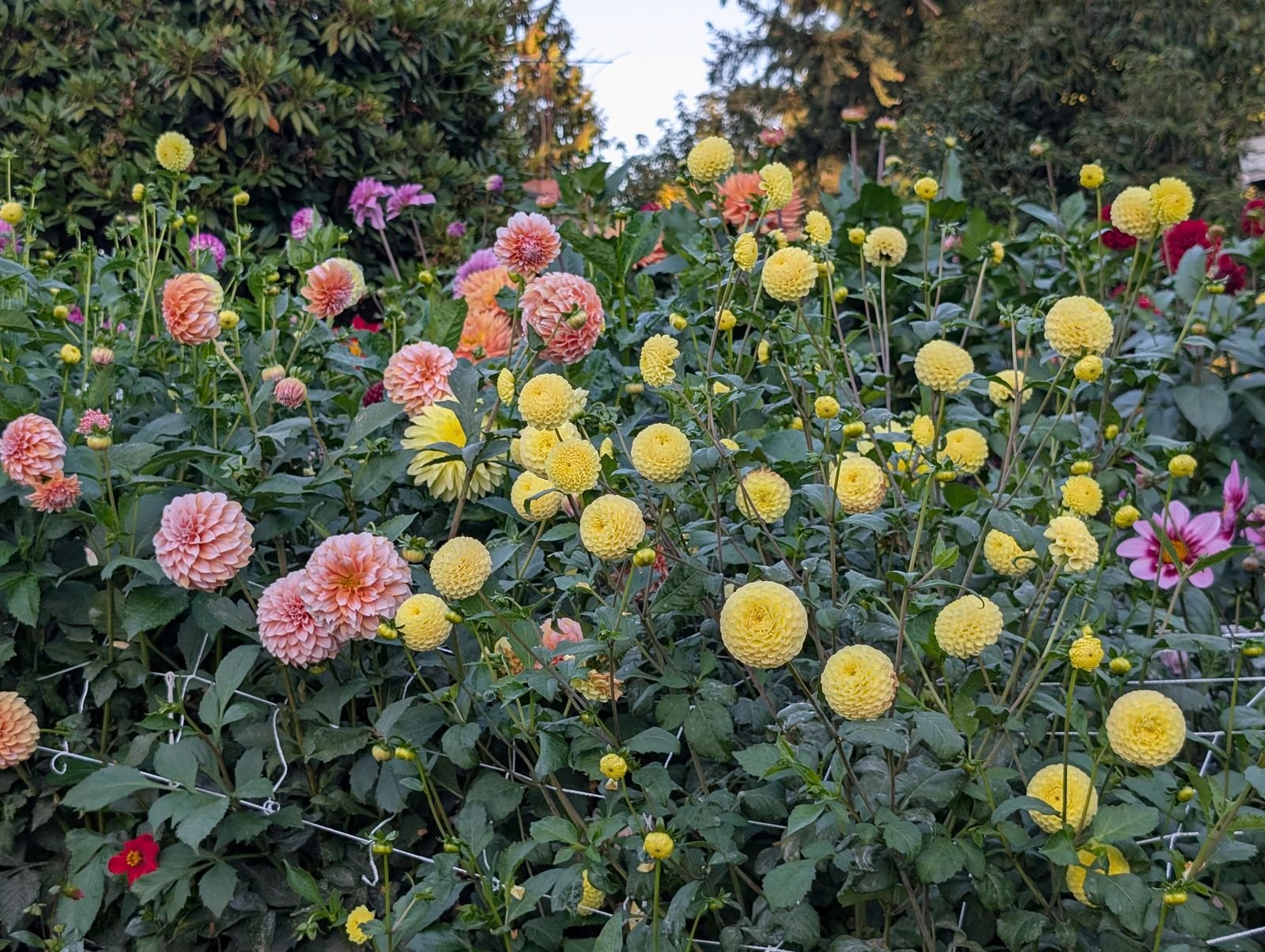 mass-03-yellow-peach-bed-1