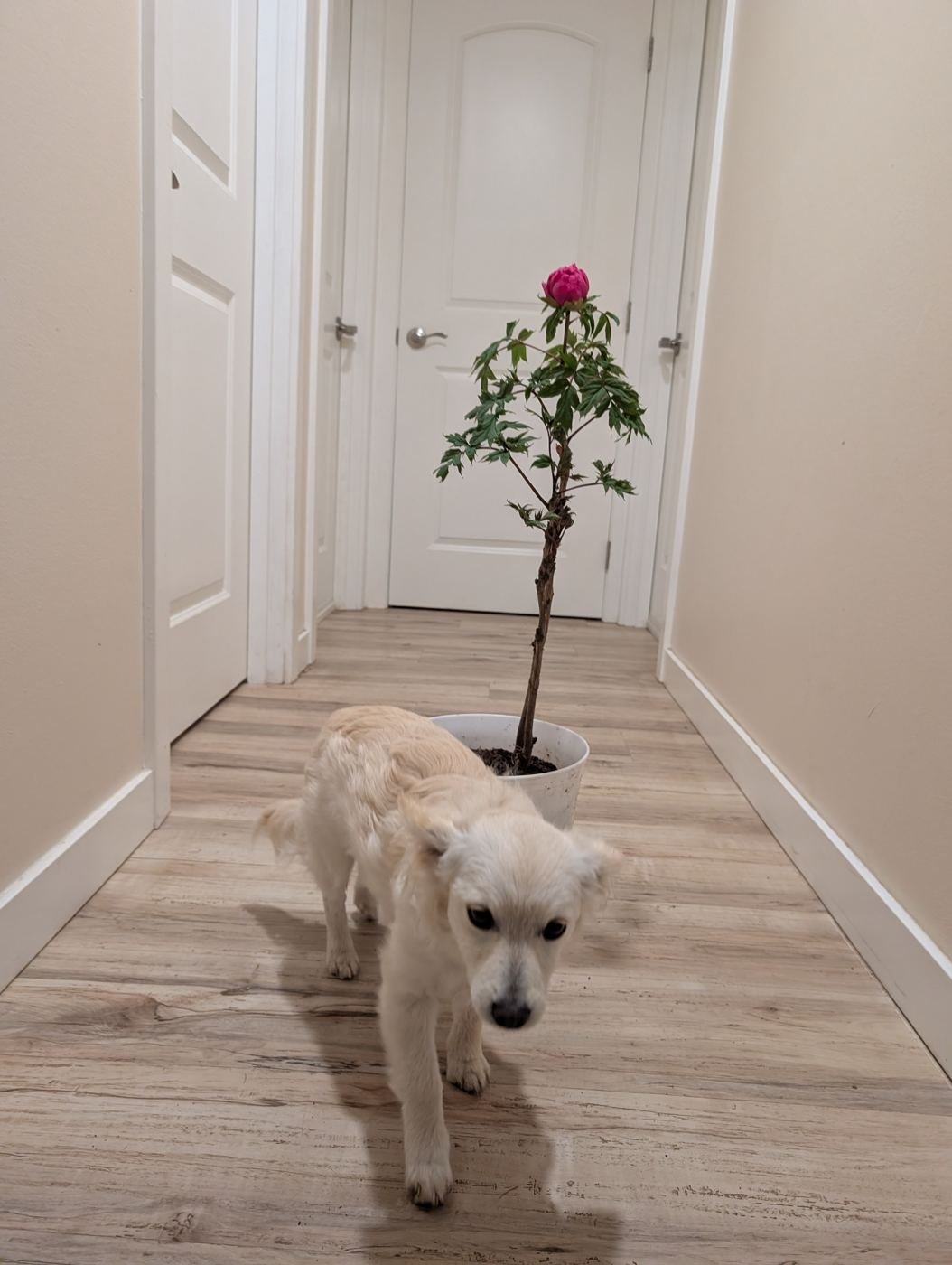 Mei Gui Sa Jin tree peony in bud in a pot with puppy