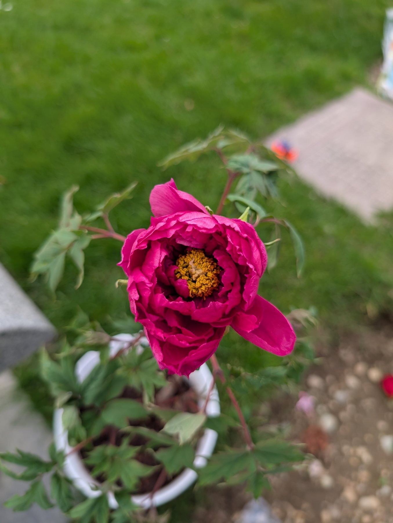 Mei Gui Sa Jin tree peony, magenta bloom on a potted plant