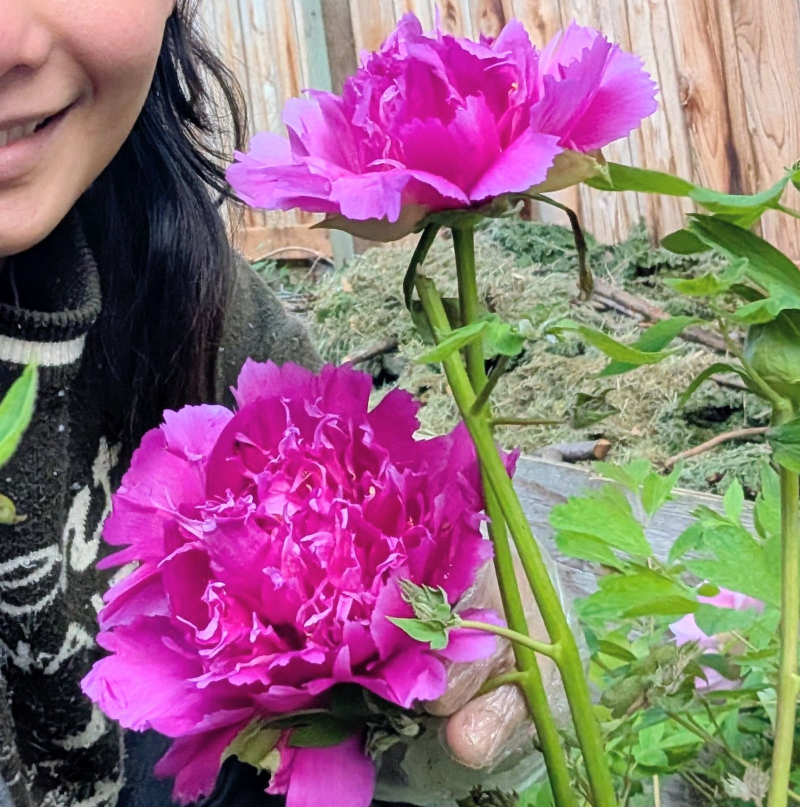 Mei Gui Sa Jin tree peony, two ruffled magenta blooms