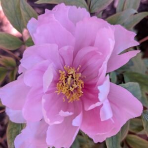 Mem Day rose bloom with buds after the rain