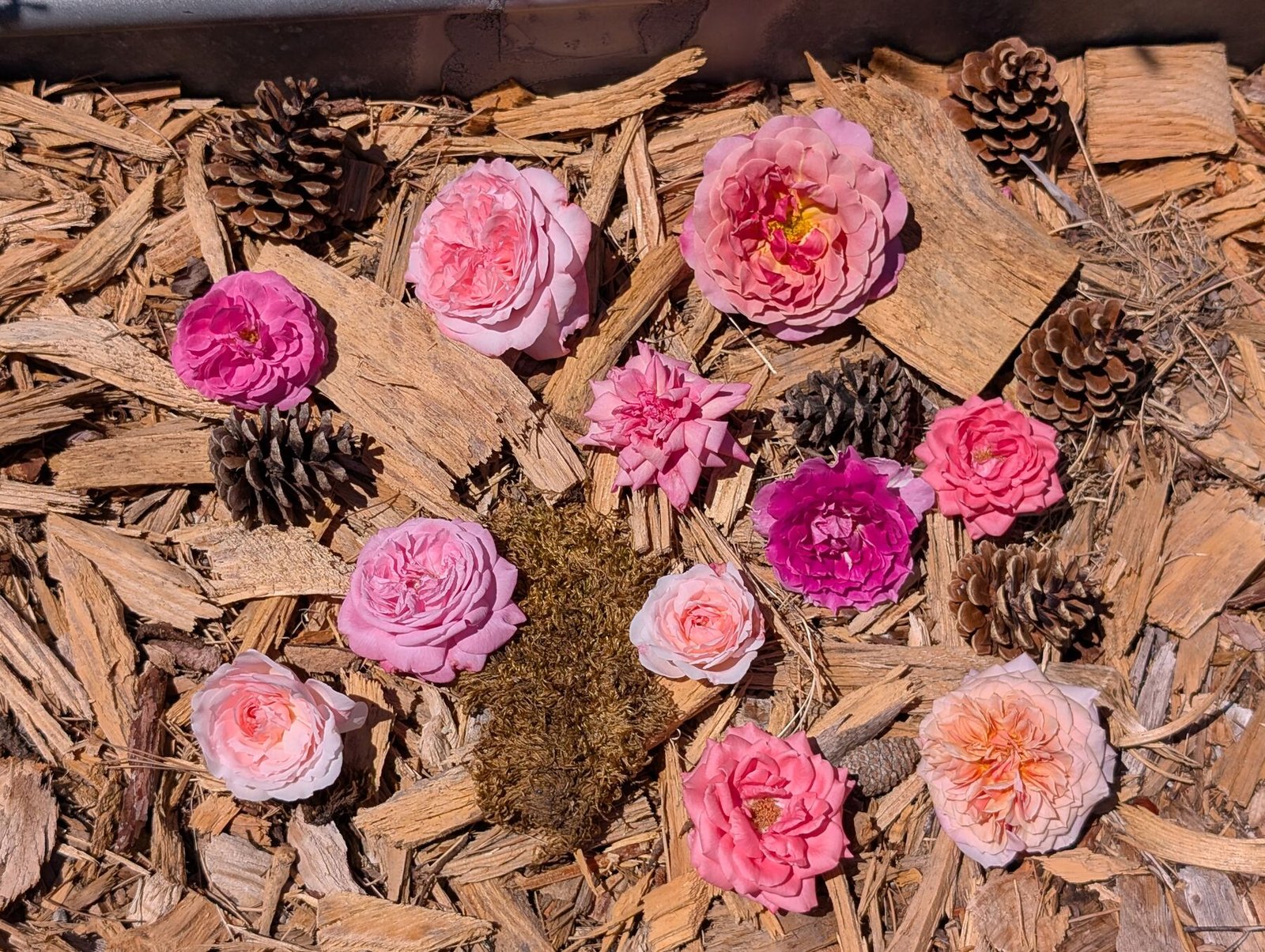 Cut garden rose blooms laid out on bark mulch with pine cones