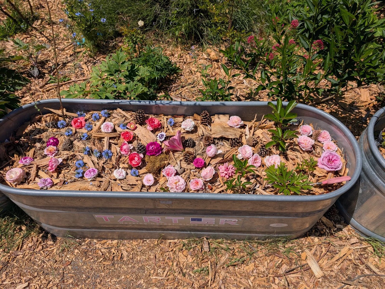 Rose harvest laid out in a galvanized trough garden bed